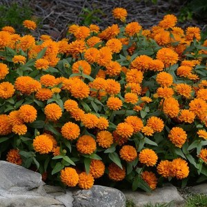 zinnia zesty orange bright 2